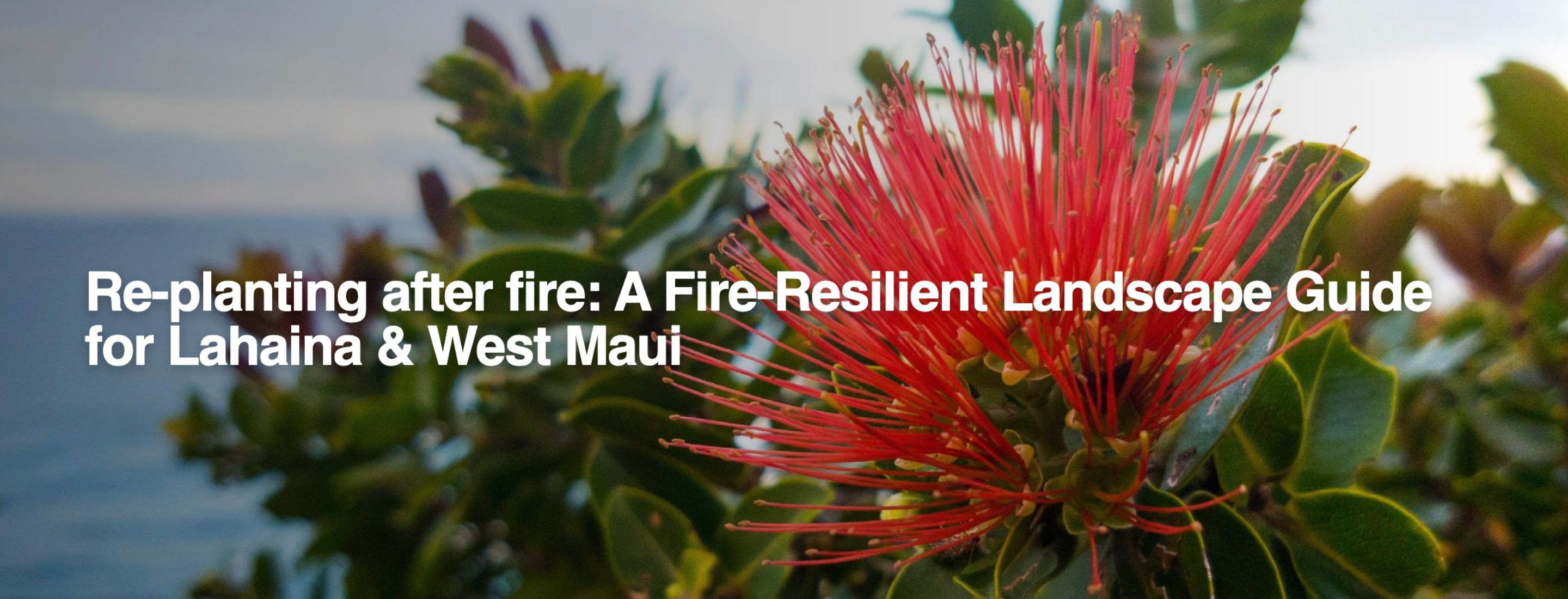 Copy of Hubspot Blog Hero Image (9)